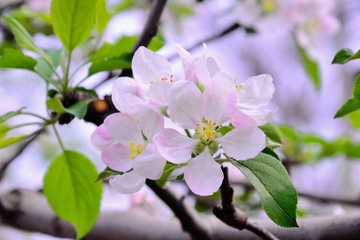 祭祖必知:清明节送什么花好