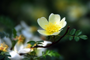 祭祖必知:清明节送什么花好