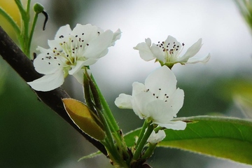 祭祖必知:清明节送什么花好