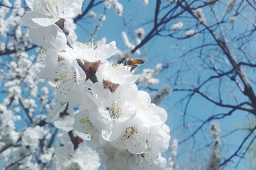 盘点清明节祭祖的对联有哪些