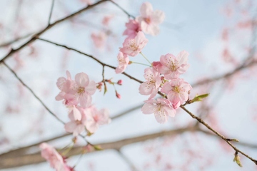 盘点清明节祭祖的对联有哪些