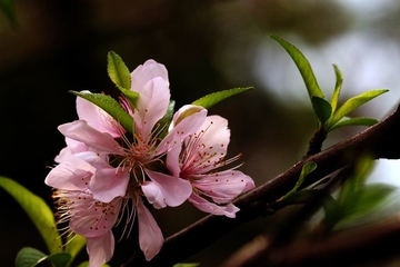 清明节缅怀先烈诗歌大全