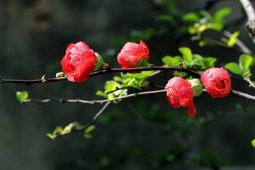 清明节缅怀先烈诗歌大全