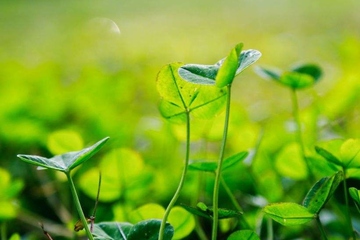 清明节总是4月5日吗