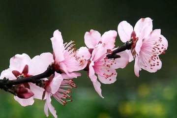 清明节总是4月5日吗