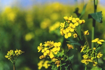 清明节总是4月5日吗