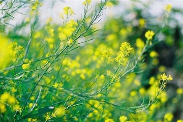 清明节总是4月5日吗