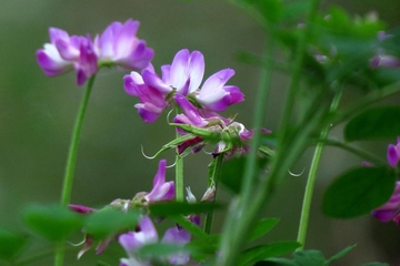 清明节出门可以吗?清明节要注意什么