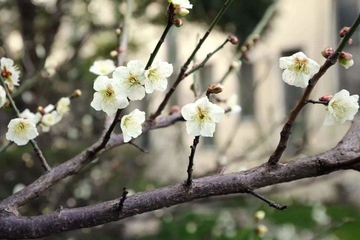 清明节可以结婚吗