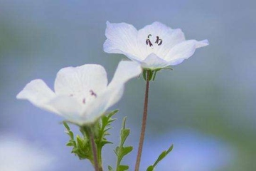 清明节的古诗,有关清明节的古诗名句一览！