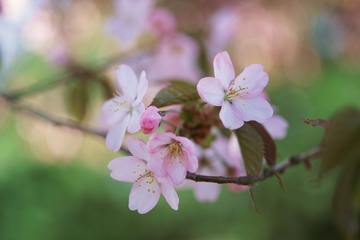 清明节是在什么季节