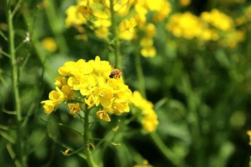 清明节是在什么季节