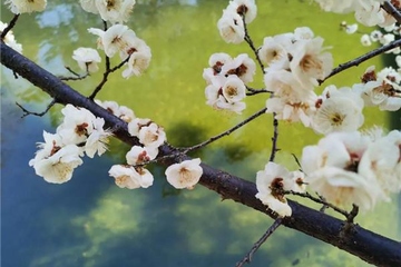 清明节是在什么季节