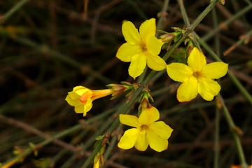 清明节要踏青吗?清明节踏青要注意什么?