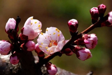 清明节要踏青吗?清明节踏青要注意什么?