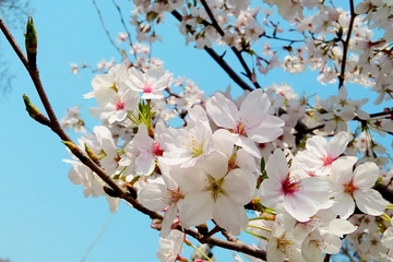 清明节是寒食节吗?清明节的节日习俗有哪些?