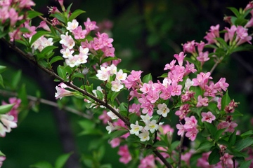 清明节是寒食节吗?清明节的节日习俗有哪些?