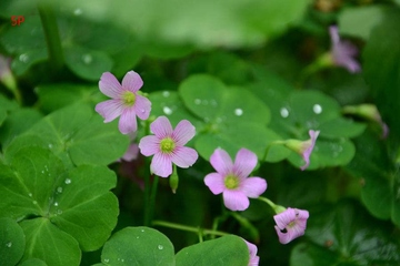 清明节是寒食节吗?清明节的节日习俗有哪些?