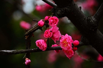 清明节是寒食节吗?清明节的节日习俗有哪些?