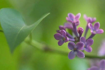 清明节要吃什么特殊的食物