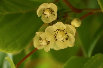 清明节要吃什么特殊的食物