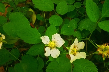 清明节的起源由来