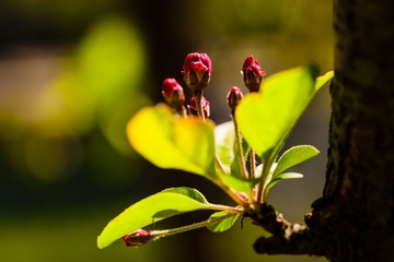 清明节是节日还是节气