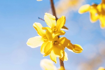 清明节是节日还是节气