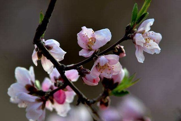 上巳节是什么节日