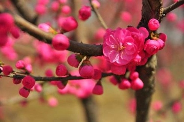 二月二龙抬头祝福语大全