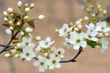 清明节与寒食节的关系