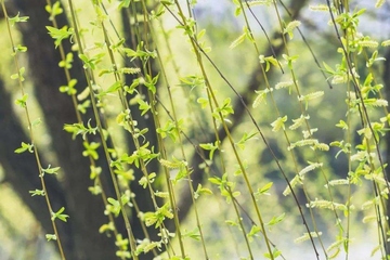 为什么清明节都是4月4号或者5号