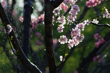 清明节是固定日期吗