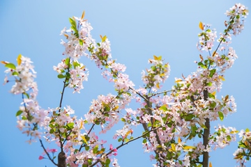 清明节是固定日期吗