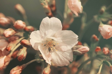 上巳节又叫什么节