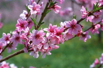 上巳节和清明节的关系