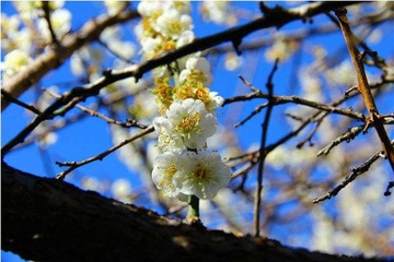 上巳节的来历及风俗