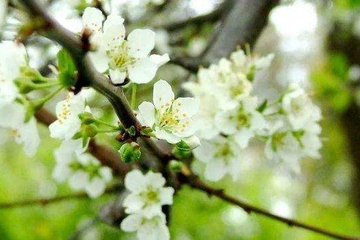 清明节祭祖祭文