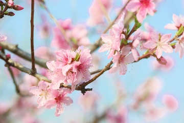 清明节的寓意和象征