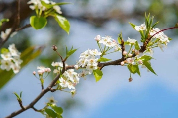 清明节可以说节日快乐吗