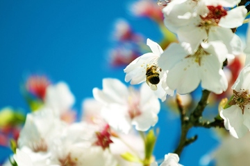 清明节可以说节日快乐吗