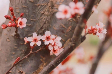 上巳节为什么消失了