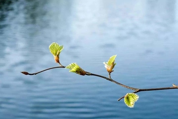 为什么清明节总是下雨