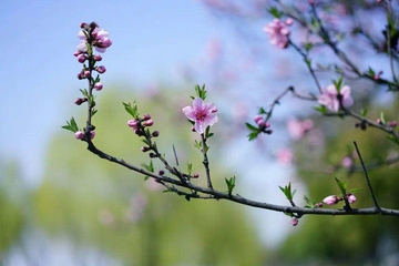 清明节扫墓需要准备什么东西