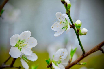 清明节扫墓需要准备什么东西