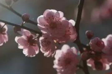 上巳节吃什么传统食物