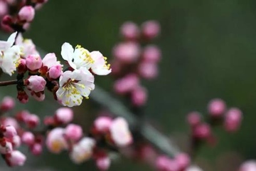 清明节气的由来和习俗