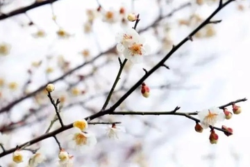 北方人清明节吃什么传统食物