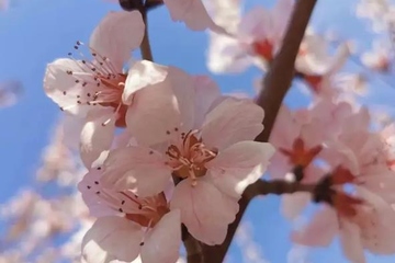 清明祭祖诗词