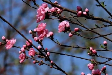 上巳节的风俗是什么